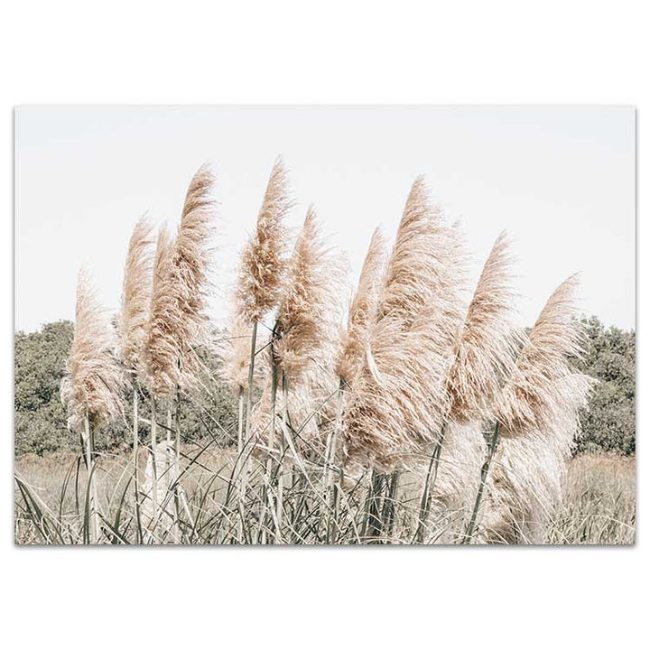 Pampas Grass no.5