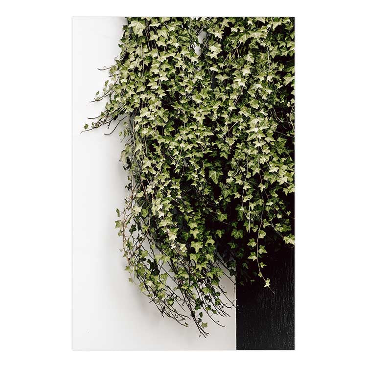 Ivy