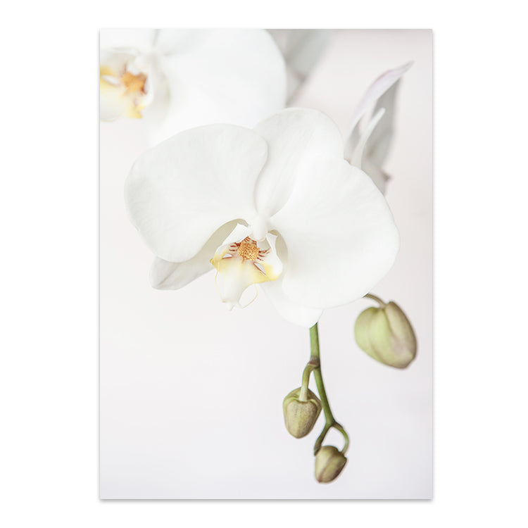 Set of 2 - Orchid I + Orchid II