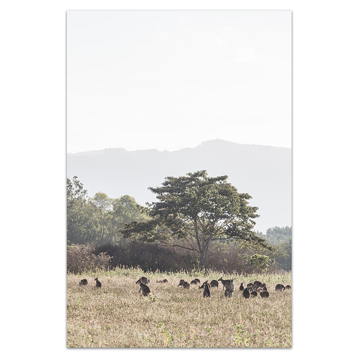 Paddock of Roos - Cairns