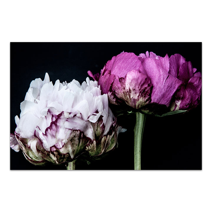 Peony Pair