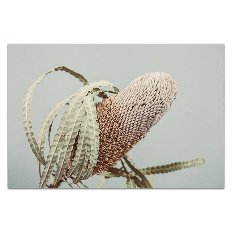 Banksia On Green no.1