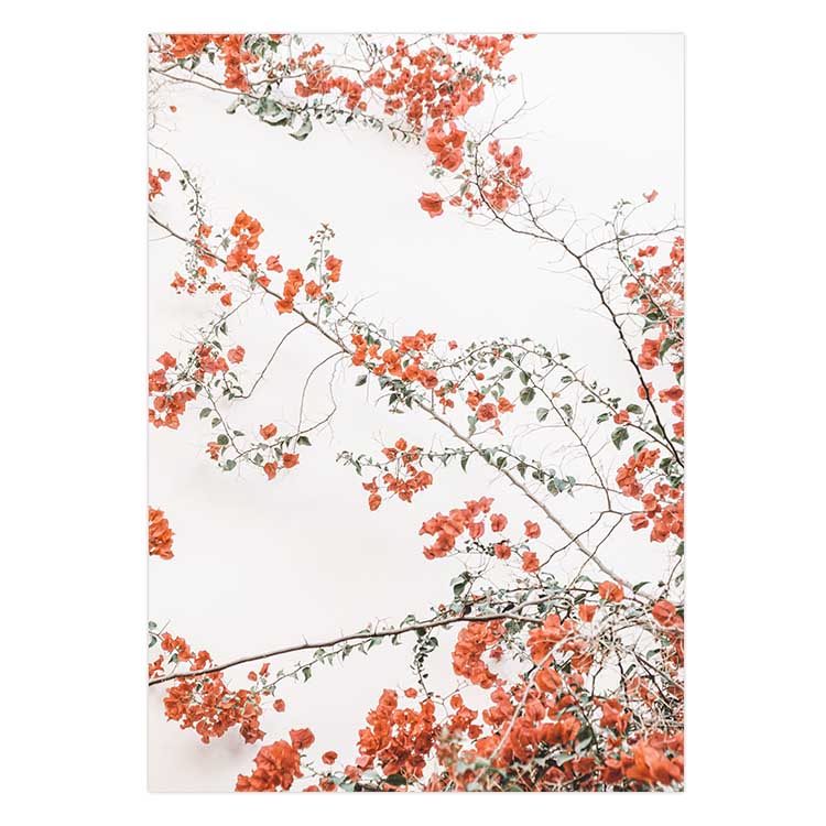 Bouganvillea no.2
