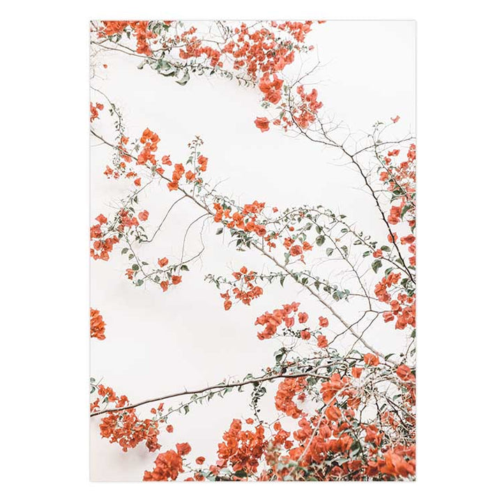 Bouganvillea no.2