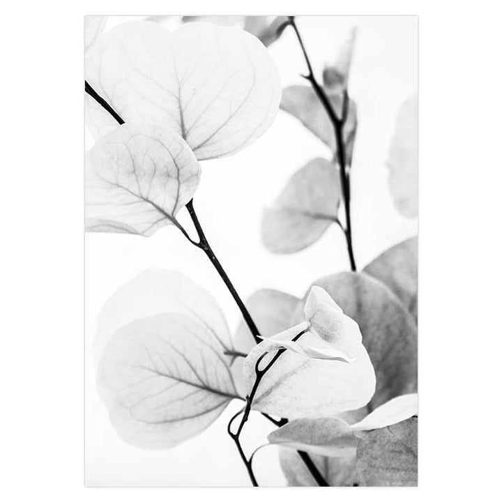 Set of 2 - Dried Eucalyptus I - B&W & Dried Eucalyptus II - B&W