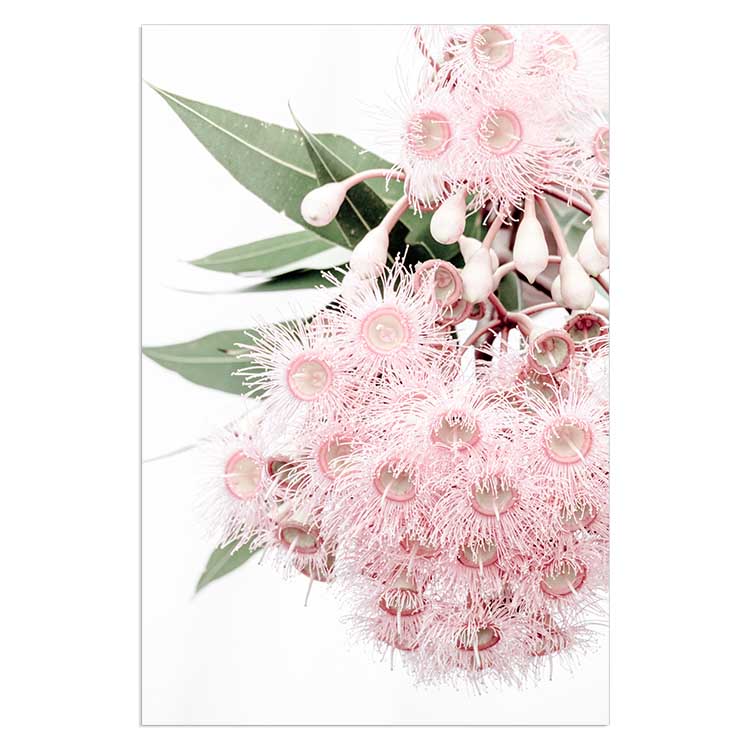 Set of 2 - Icy Pink Eucalyptus no.1 & no.2