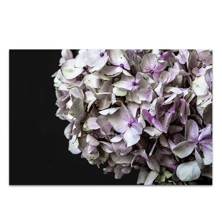 Hydrangea I