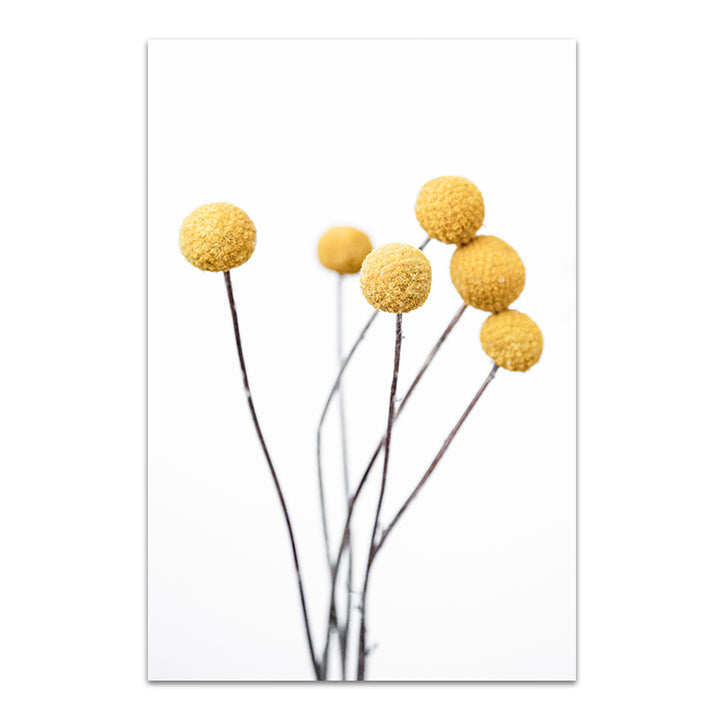 Flora & Fauna Trio