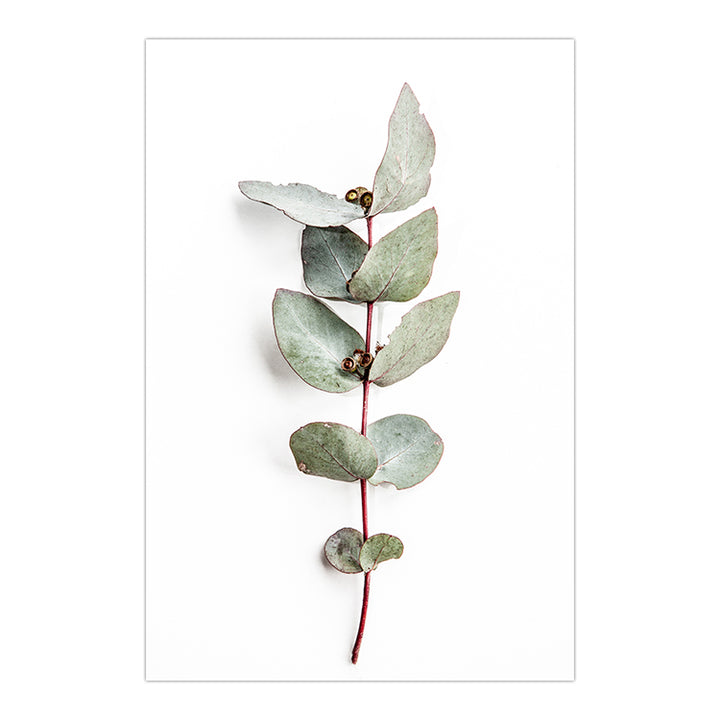 Set of 2 - Eucalyptus Leaves no.1 & no.2