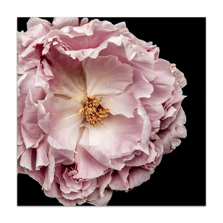 Full Bloom Peony II - SQUARE