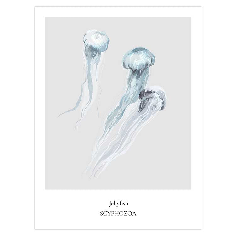 Jellyfish