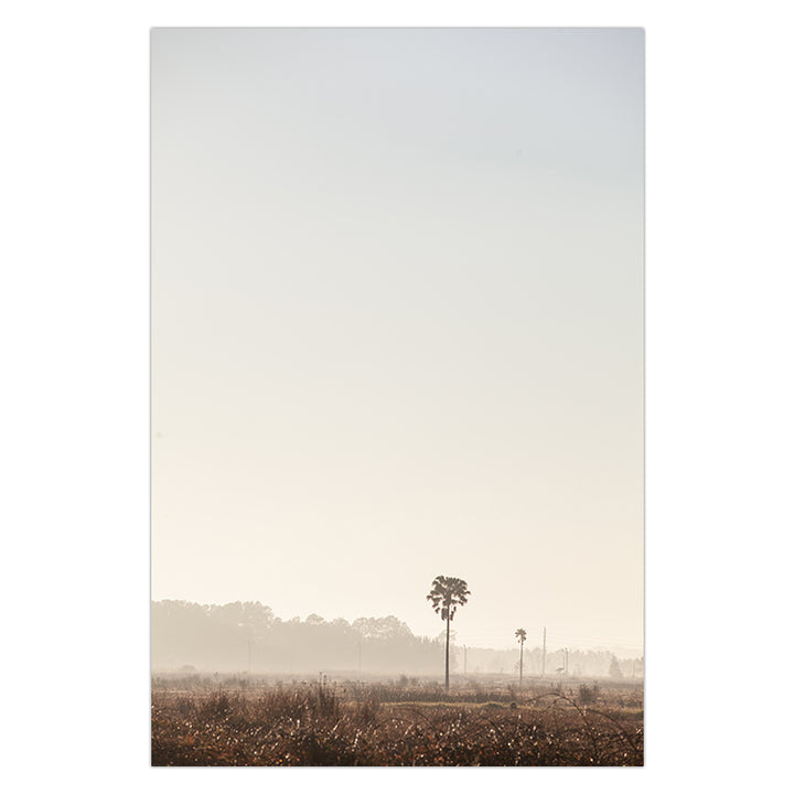 Sunrise Palms no.3 - Stockton Beach