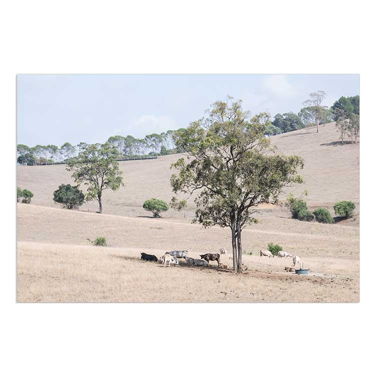 Getting Shade - The Hunter Valley