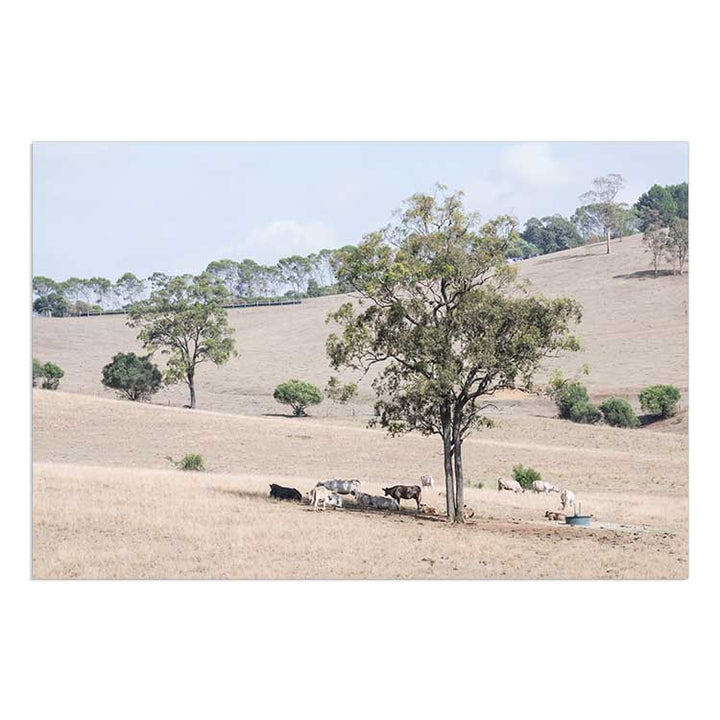 Getting Shade - The Hunter Valley