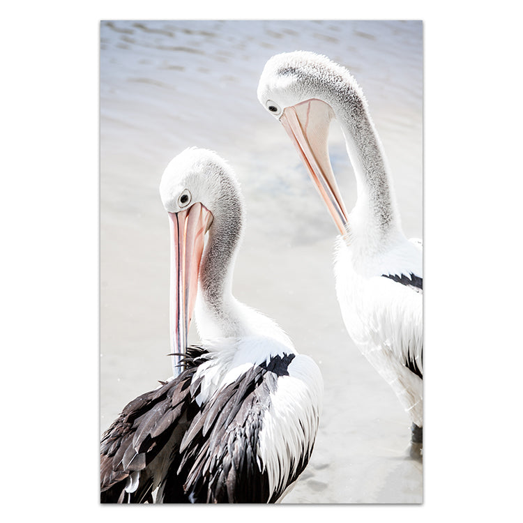 Pelicans