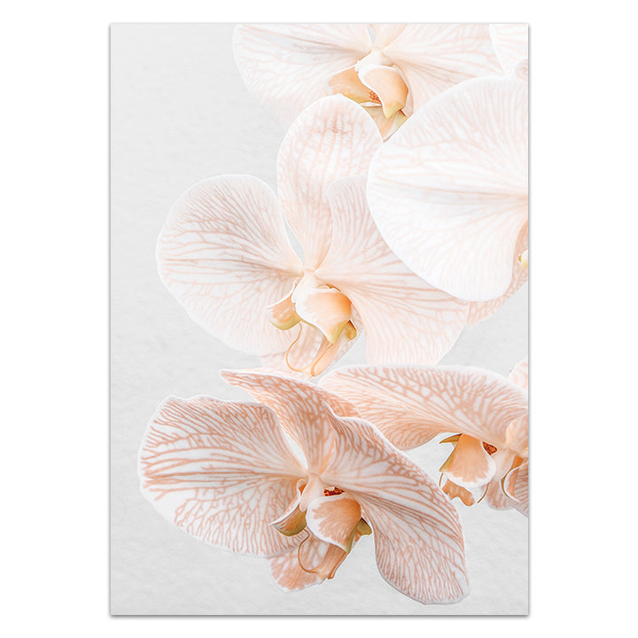 Set of 2 - Orchids III & Orchids IV