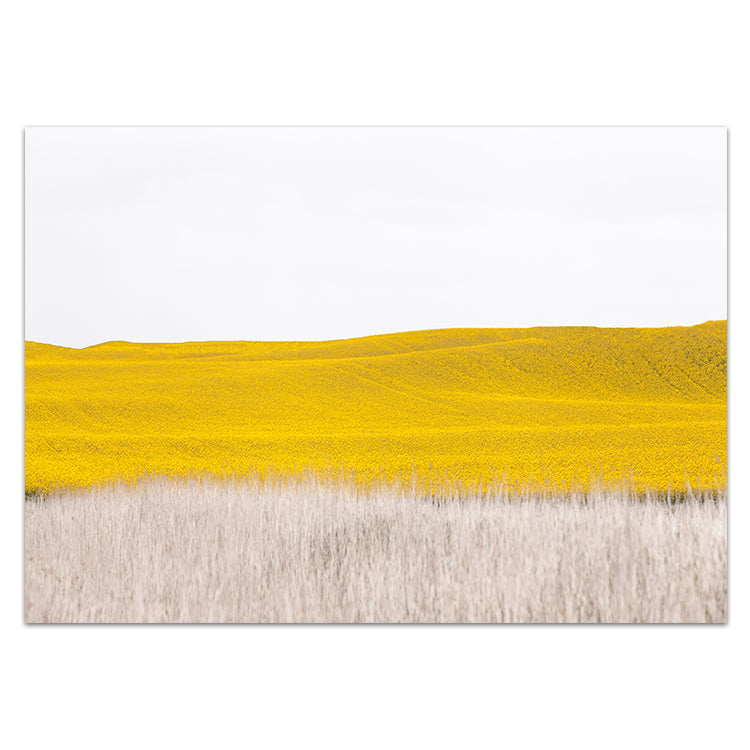 Canola II - Country Victoria