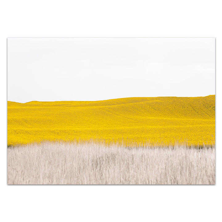 Canola II - Country Victoria