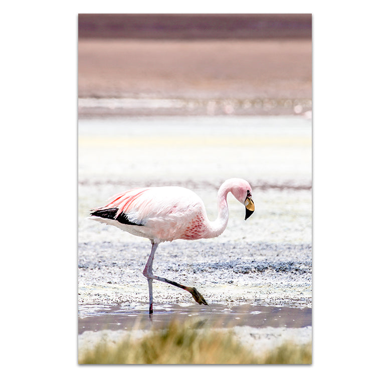 Flamingo - Bolivia