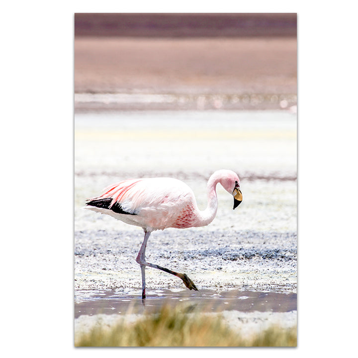 Flamingo - Bolivia