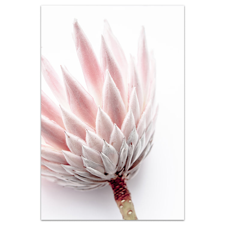 King Protea I