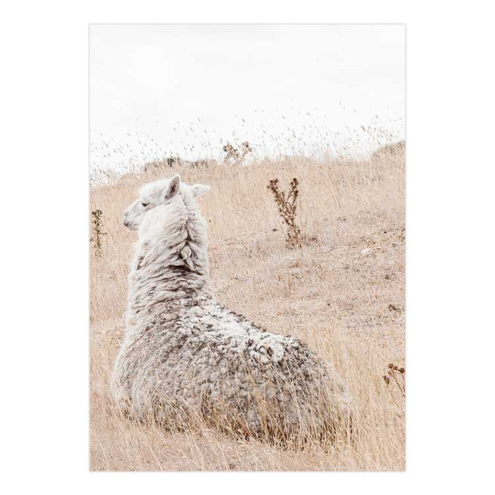 Outback Alpaca - Country Victoria