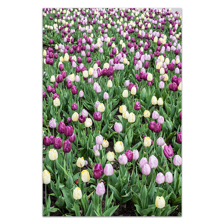 Tulip Field