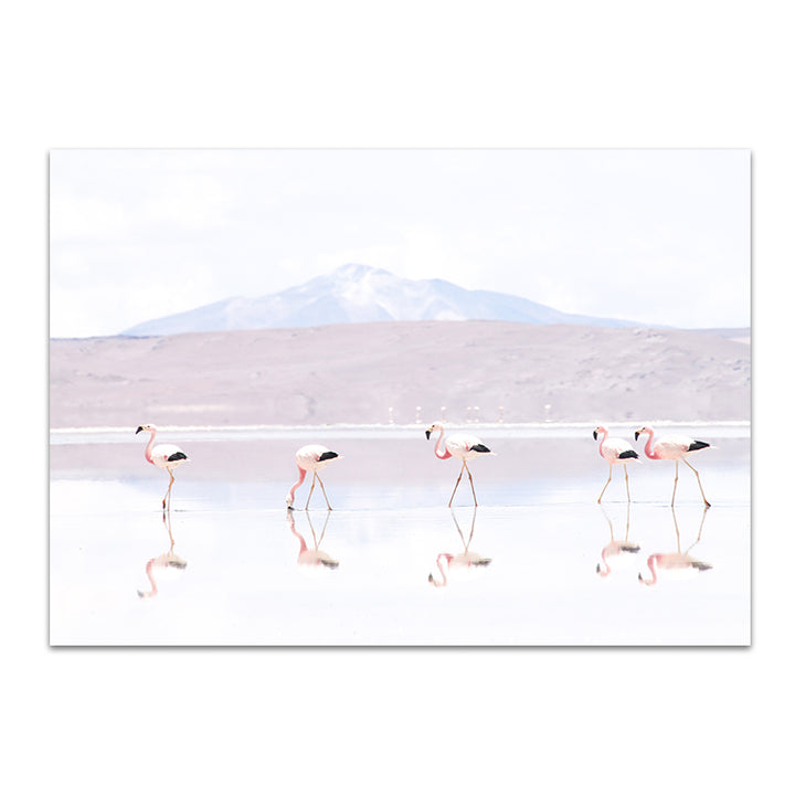 Flamingos LS - Bolivia