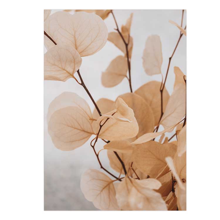 Dried Eucalyptus no.5  - Light