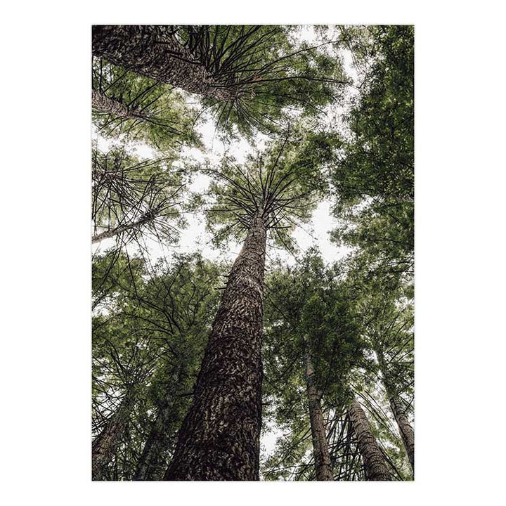 Californian Redwoods no.1 - The Otways