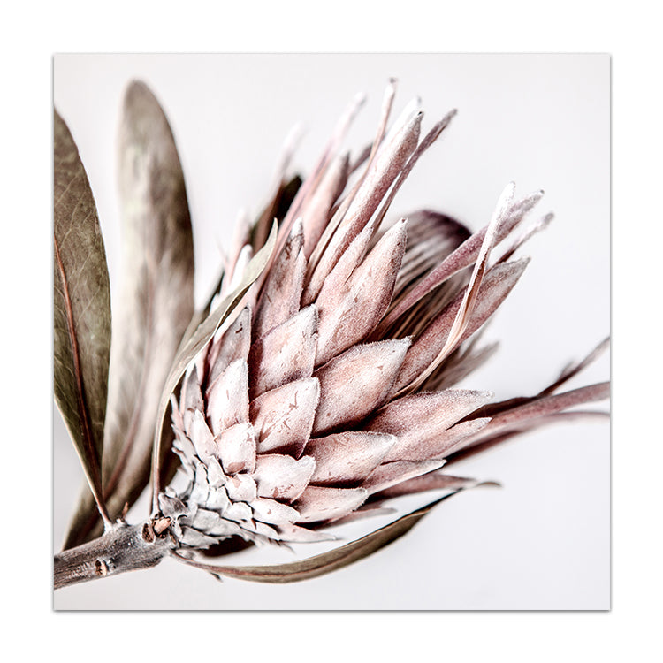 Native I - SQUARE (lighter version)