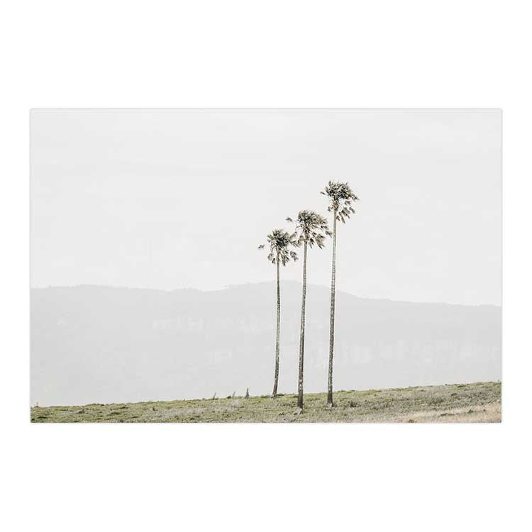 Jamberoo Palms no.3
