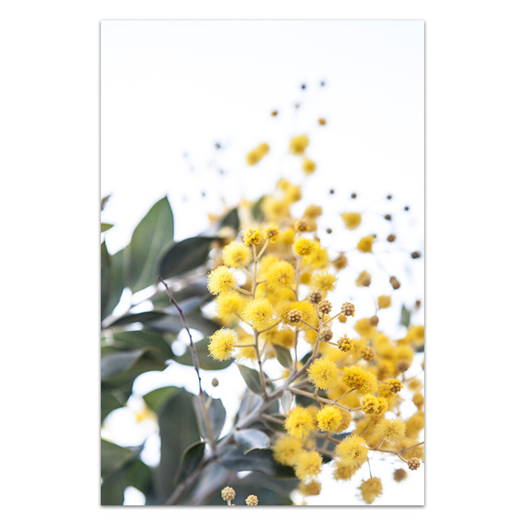 Native Botanical Trio