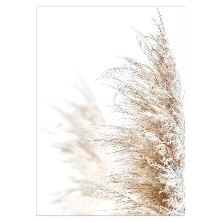 Pampas Grass no.1
