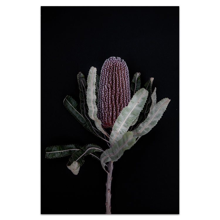 Dark Banksia I