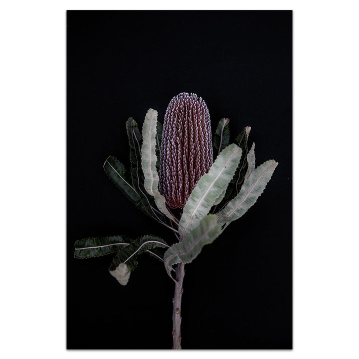Dark Banksia I
