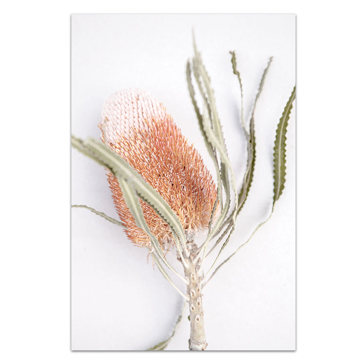 Banksia I