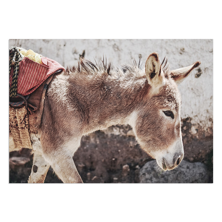 Mr Donkey