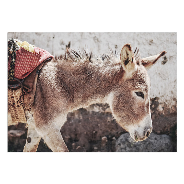 Mr Donkey