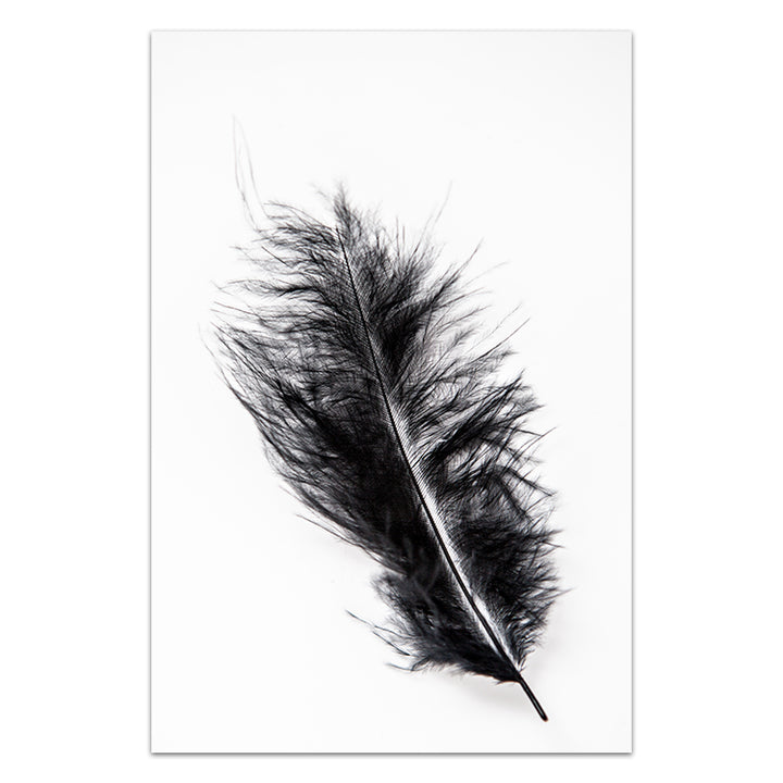 Black Feather
