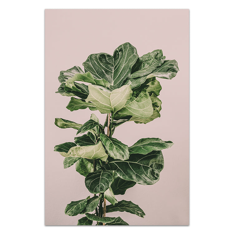 Fiddle Leaf On Pink