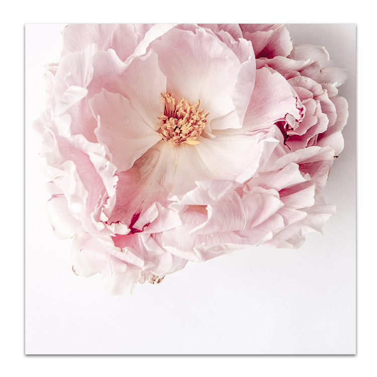 Full Bloom Peony I - SQUARE