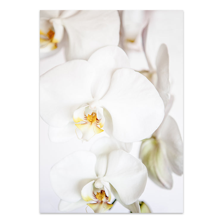 Set of 2 - Orchid I + Orchid II