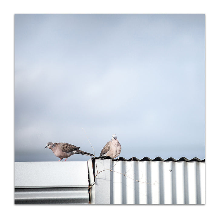 On A Tin Roof - SQUARE