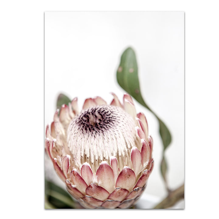Set of 2 - Protea I + Protea II