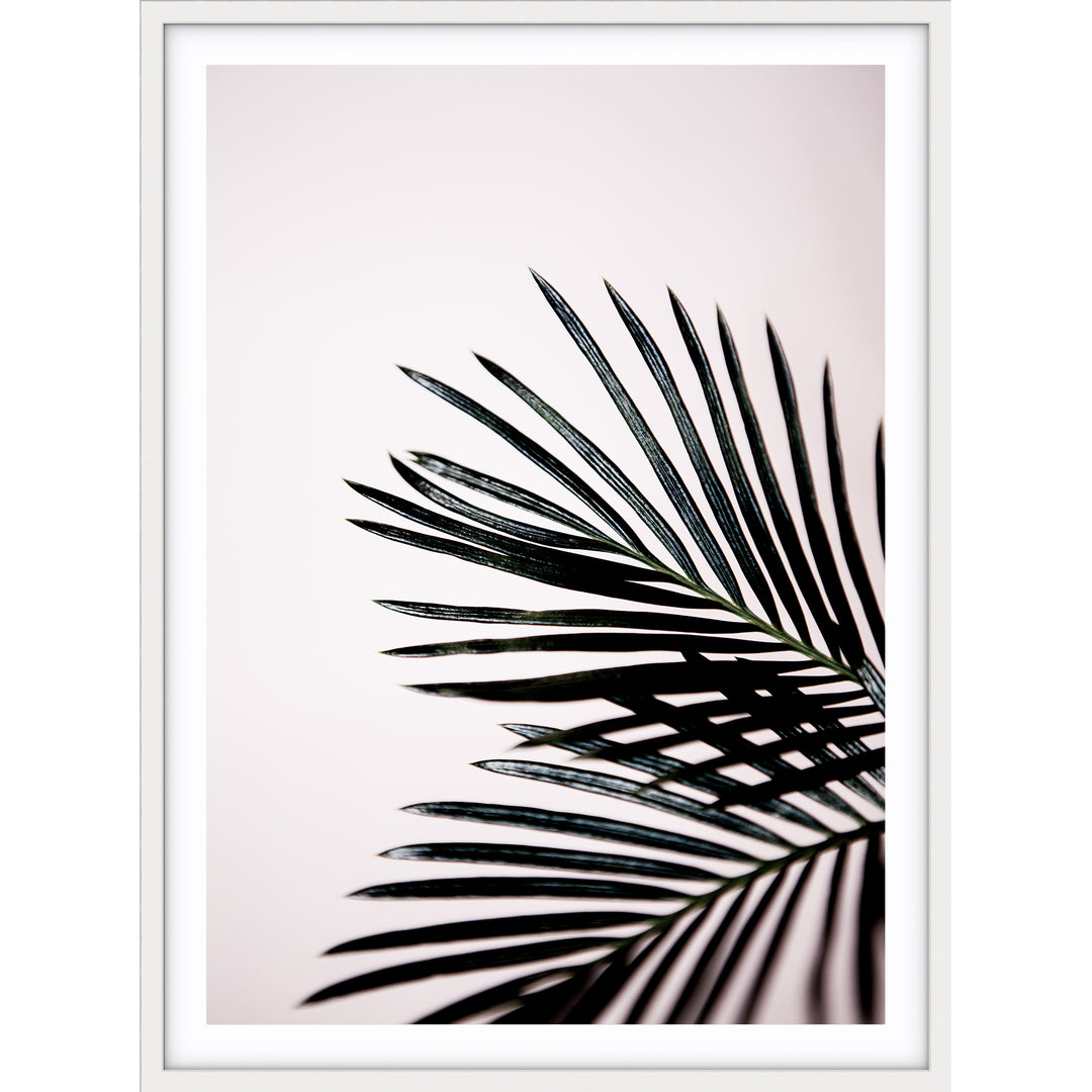 Sago Palm II