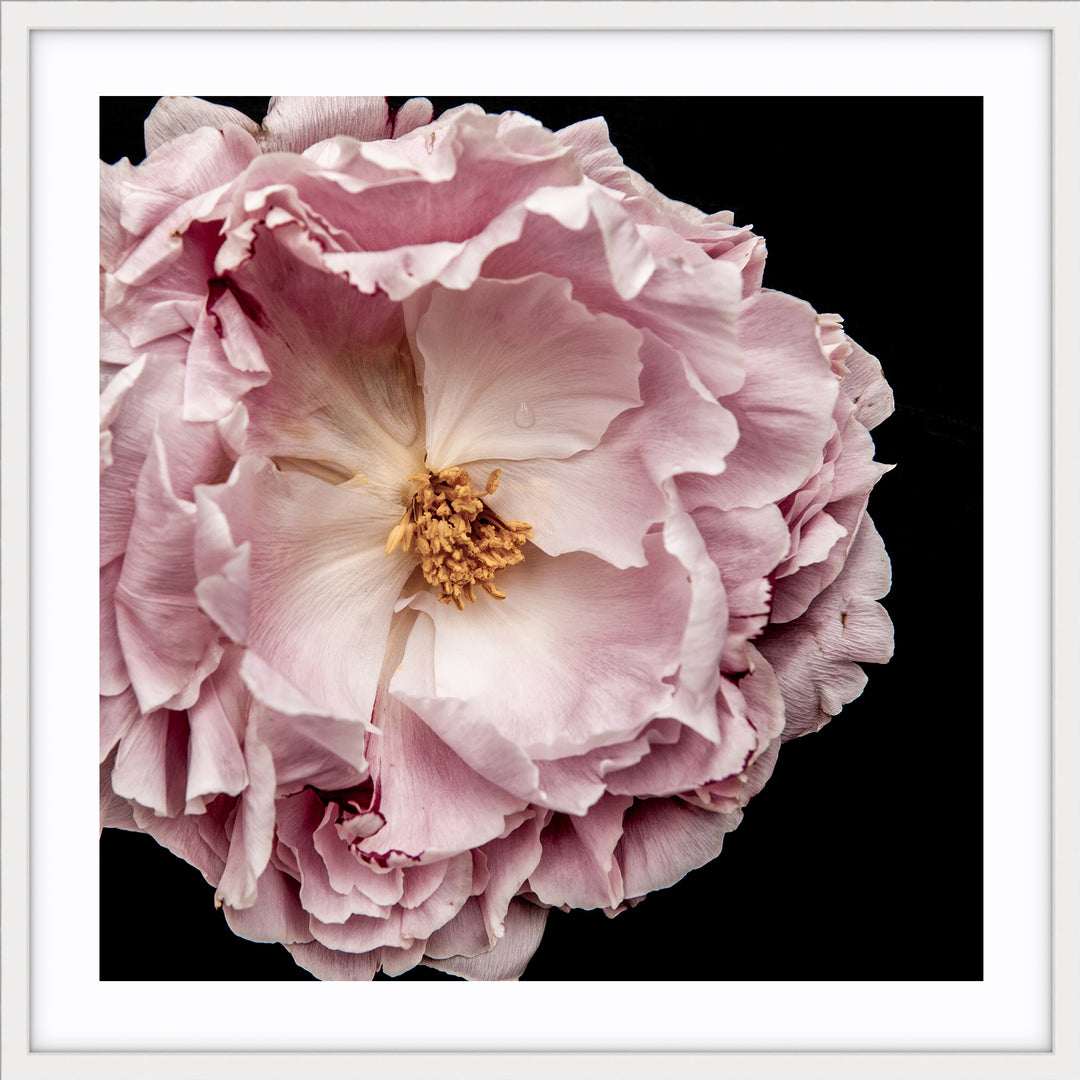 Full Bloom Peony II - SQUARE