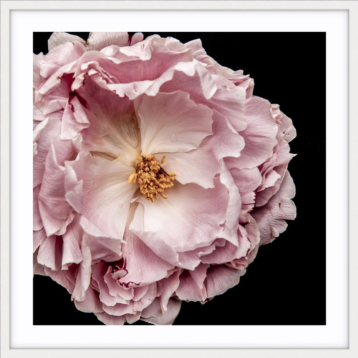 Full Bloom Peony II - SQUARE