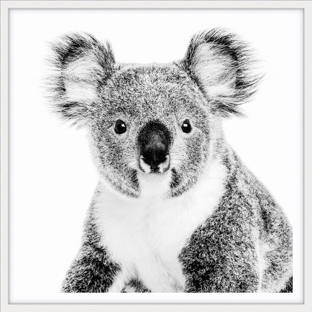 Koala - SQUARE