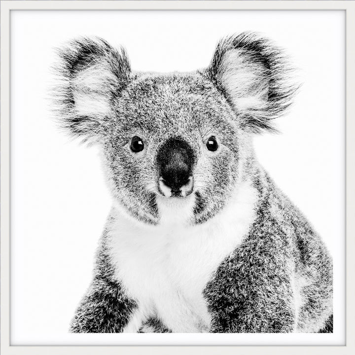 Koala - SQUARE